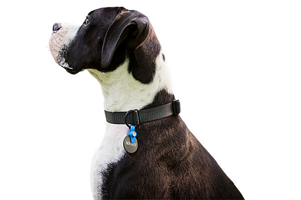 Quick release dog tag hot sale holder